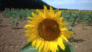 pourquoi le solaire résidentiel s'impose progressivement dans les Yvelines